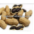 High quality peanut seeds for sale